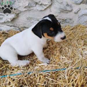 Max, Jack Russell Terrier Puppy
